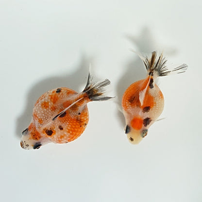 【現物】キャリコピンポンパール （指宿産）　2匹　【送料別】　3408