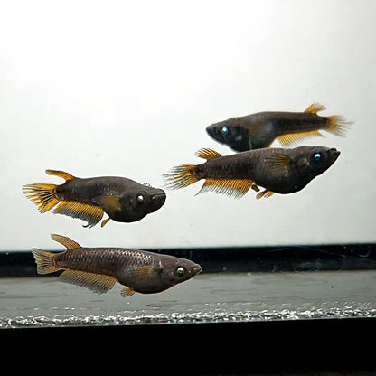 【現物】北辻GODアースアイ松井ヒレ長　2ペア　3405