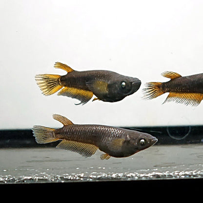 【現物】北辻GODアースアイ松井ヒレ長　2ペア　3405