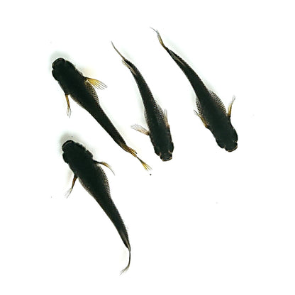 【現物】北辻GODアースアイ松井ヒレ長　2ペア　3405