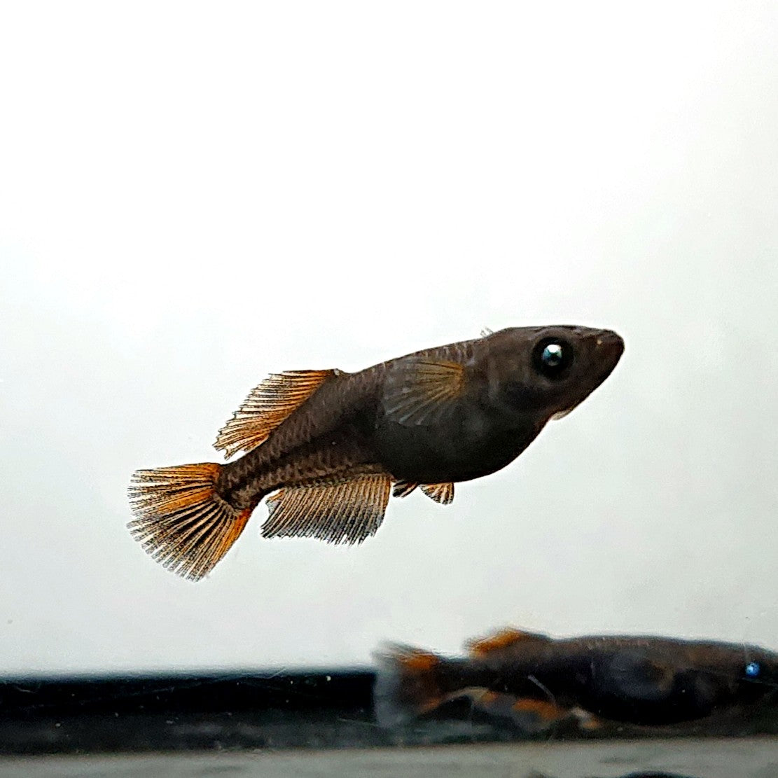 【現物】夢神　2ペア　両眼アースアイ　3414