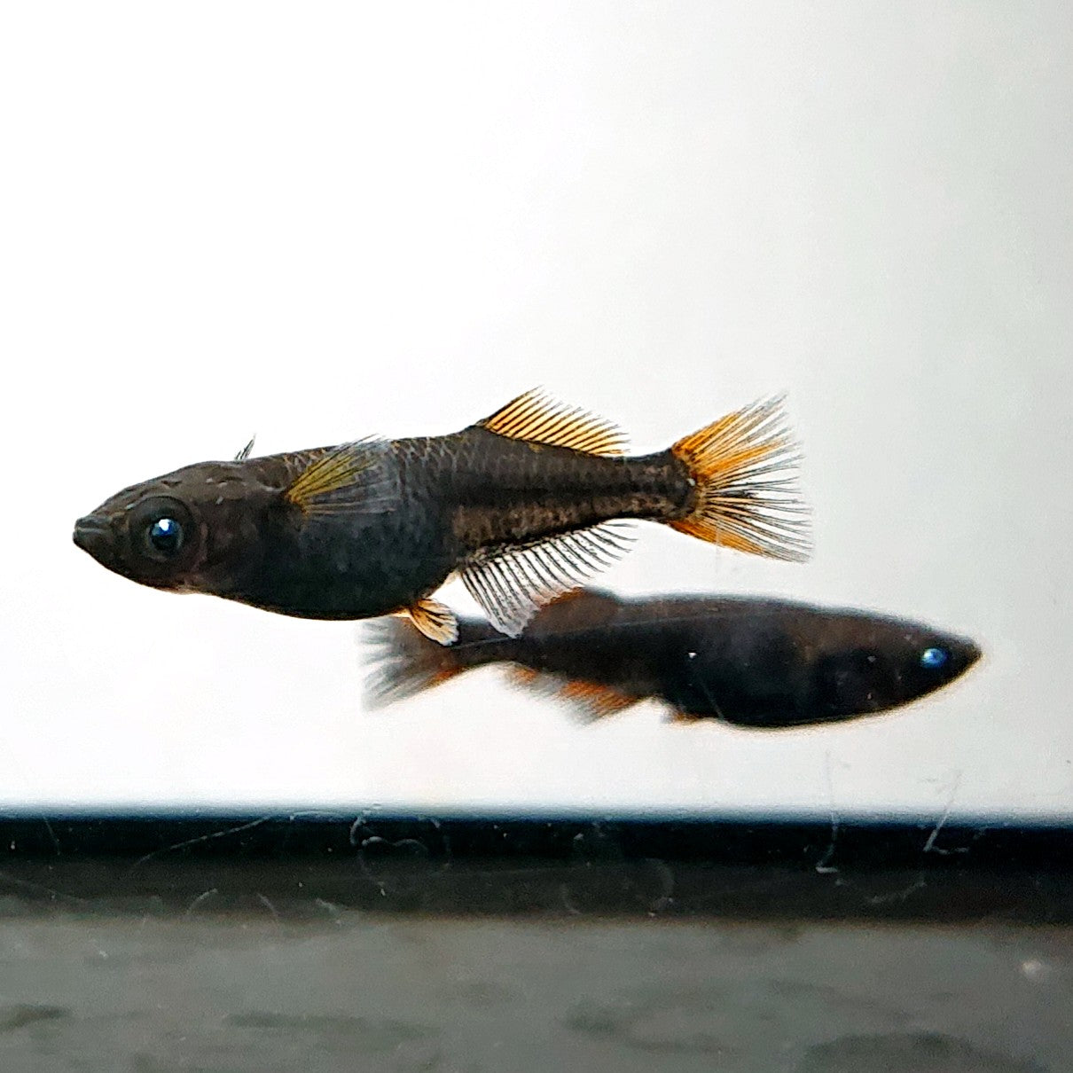 【現物】夢神　2ペア　両眼アースアイ　3414