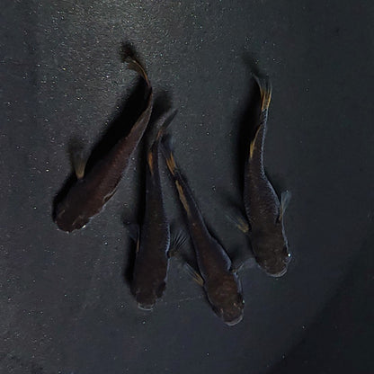 【現物】夢神　2ペア　両眼アースアイ　3414