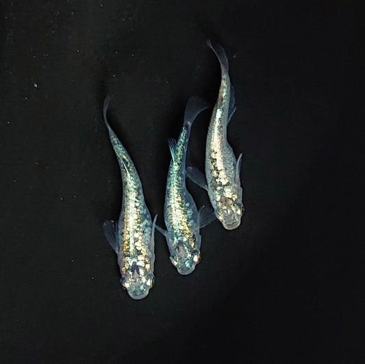【現物イベント限定】レックウザ　稚魚10匹　3677
