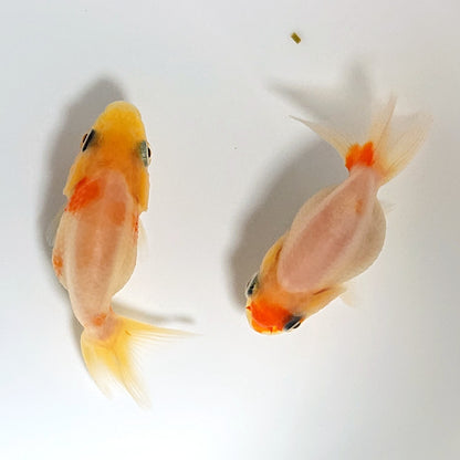 【現物】桜錦 （指宿産）　2匹　【送料別】　3432