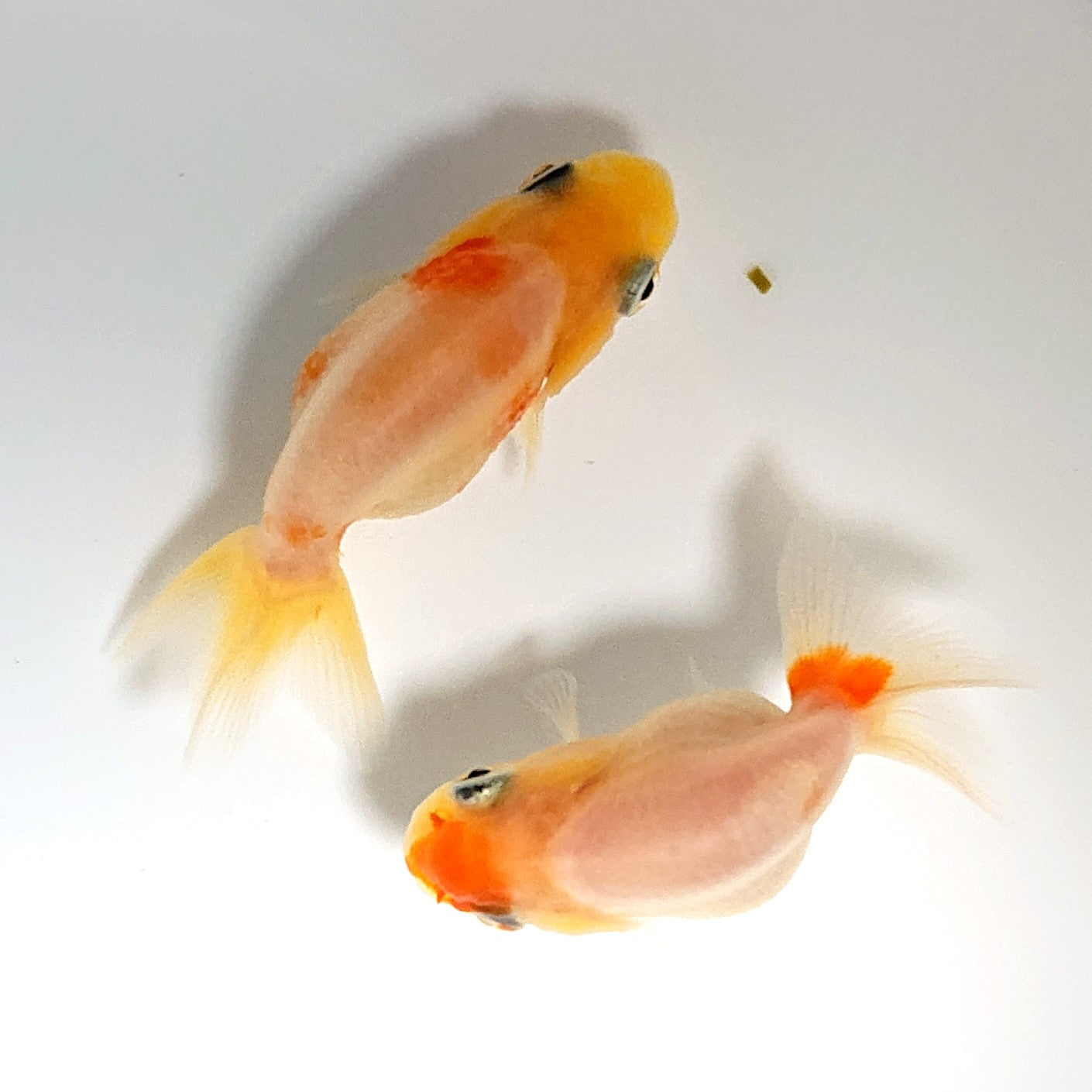 【現物】桜錦 （指宿産）　2匹　【送料別】　3432