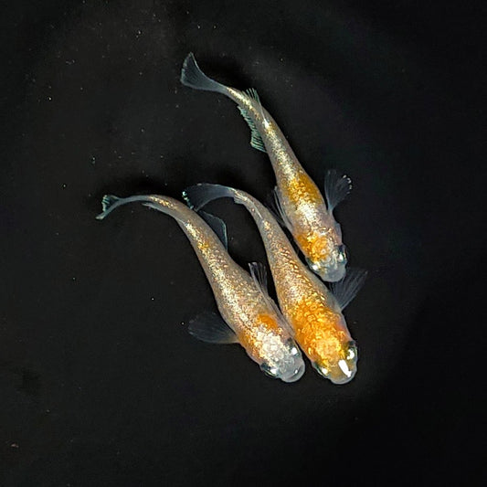 【いぶきの日】紅白ヒミツヘイキ　5匹＋保障1匹セット　3500