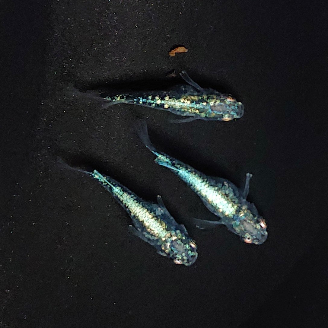 【現物】レックウザショートボディ　3匹　オス1メス2　3423