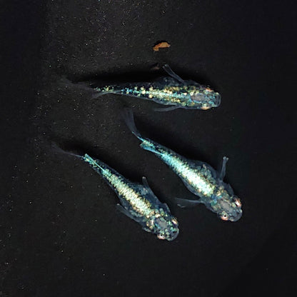 【現物】レックウザショートボディ　3匹　オス1メス2　3423