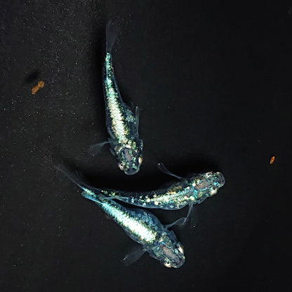 【現物】レックウザショートボディ　3匹　オス1メス2　3423