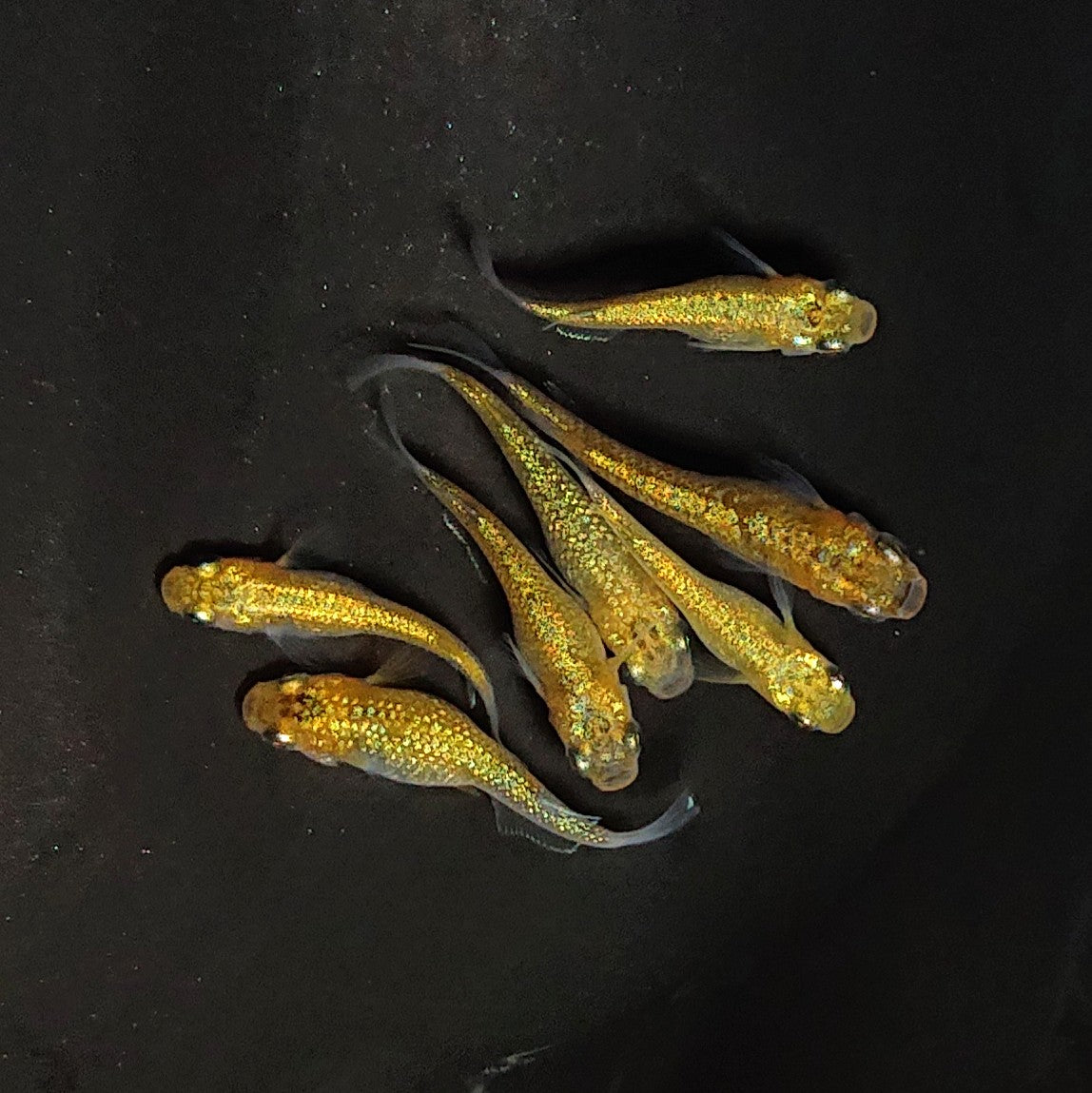 【現物】サンシャイン　7匹　オス2メス5　3439