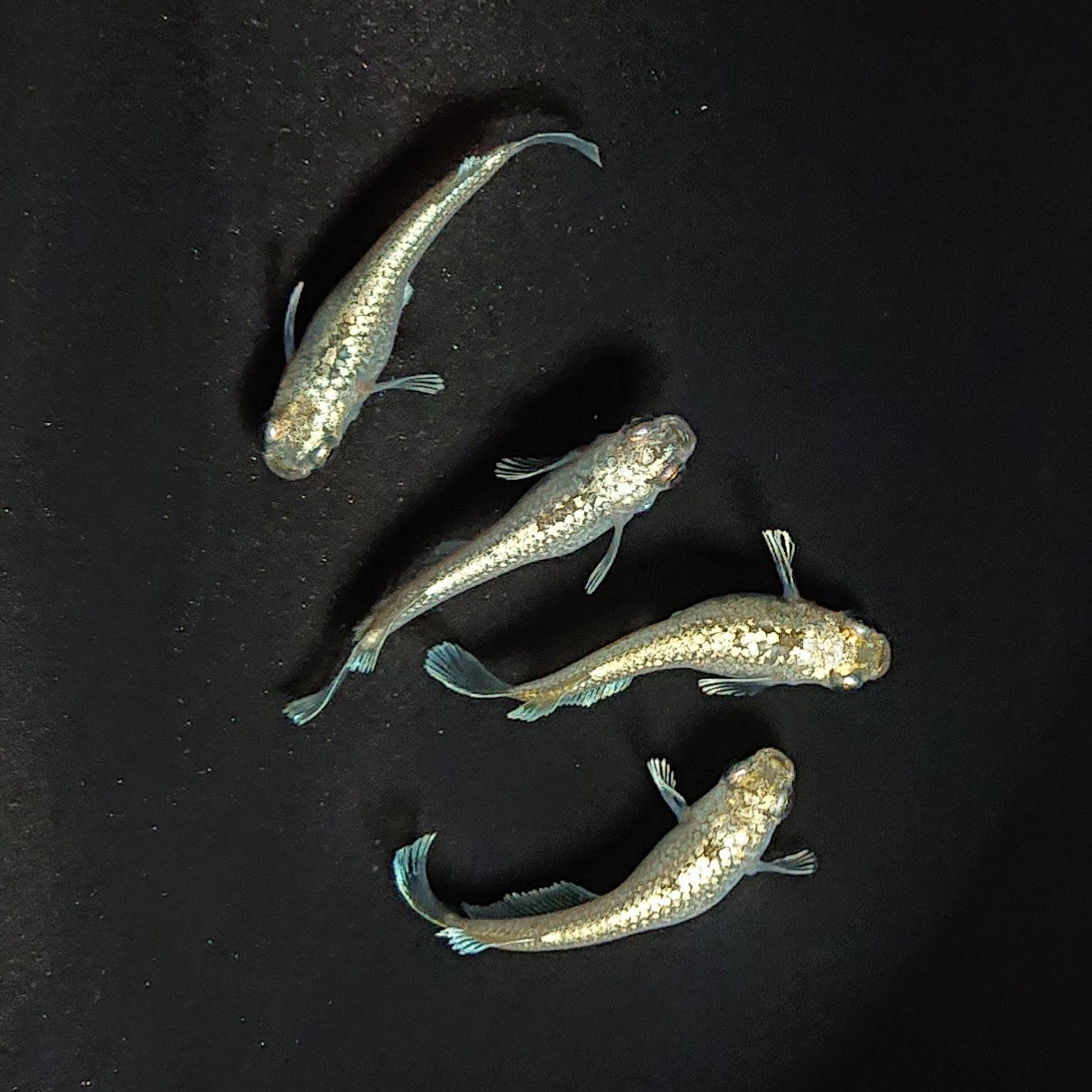 【現物】アハルテケホワイトゴールド　極ラメ個体　2ペア　3436