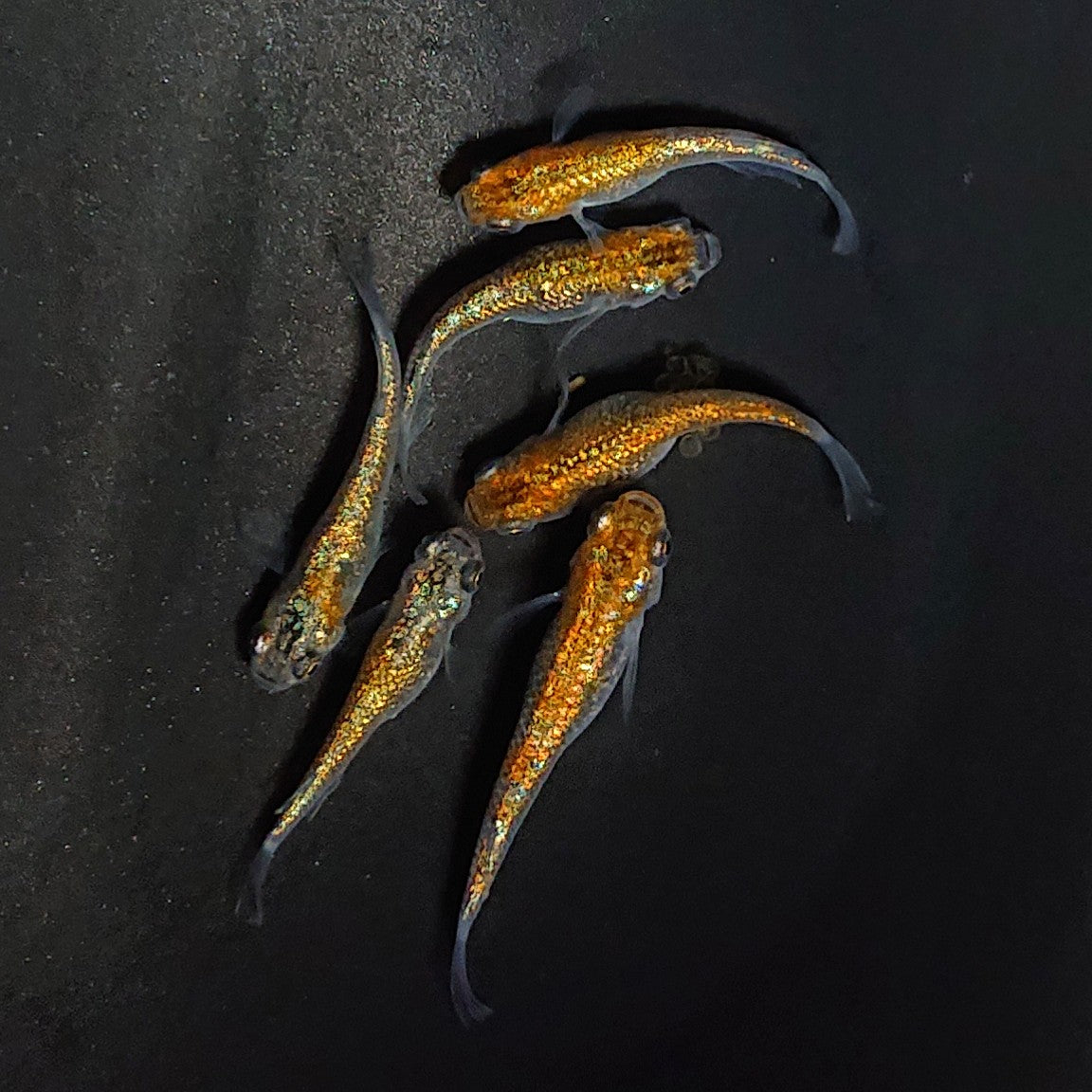 【現物】サファ王　黄色素保有個体　掛け合わせにオススメ　6匹　オス2メス4　3446