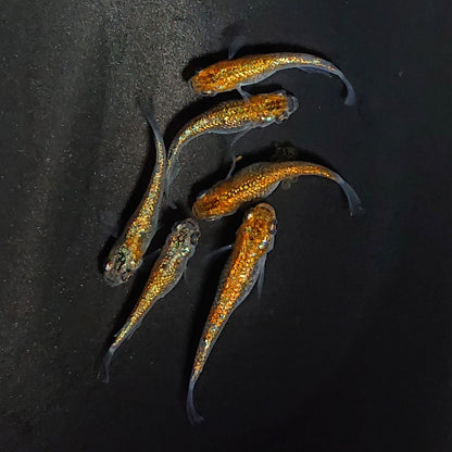 【現物】サファ王　黄色素保有個体　掛け合わせにオススメ　6匹　オス2メス4　3446