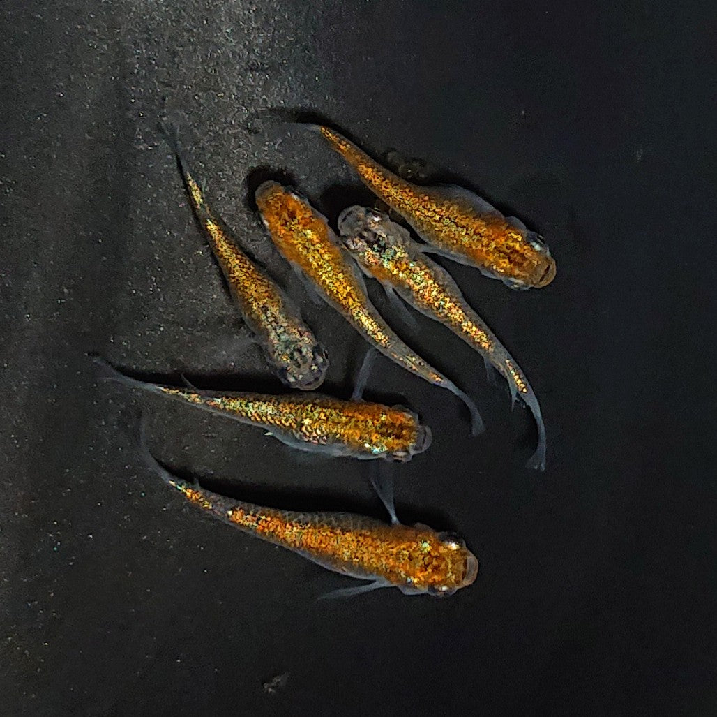 【現物】サファ王　黄色素保有個体　掛け合わせにオススメ　6匹　オス2メス4　3446