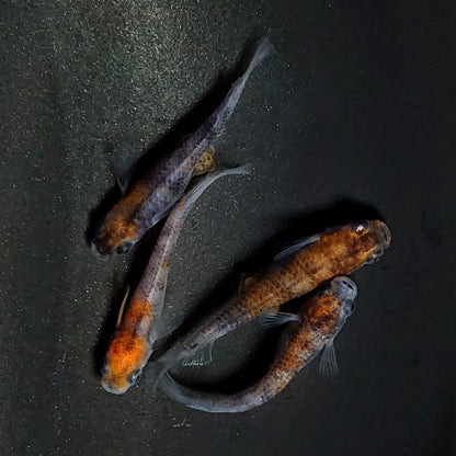 【現物】和墨三色　2ペア　3443