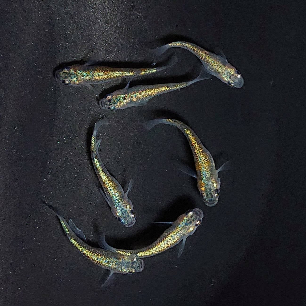 【現物】ユリシスパラディーゾ　7匹　オス4メス3　3445