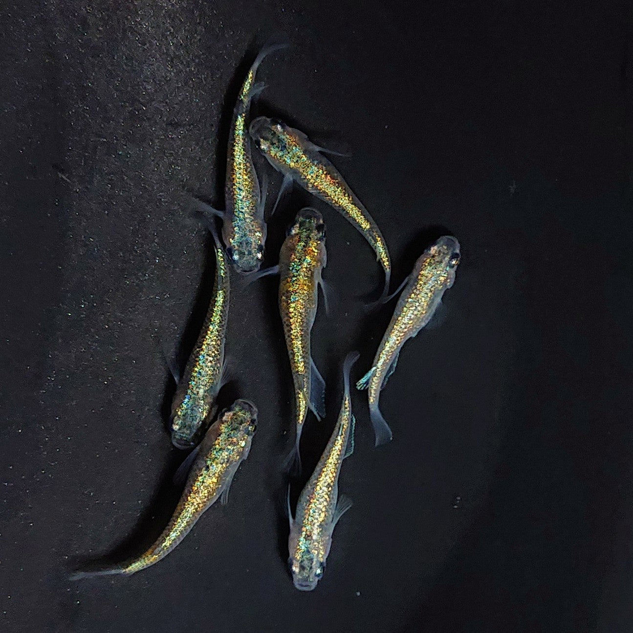 【現物】ユリシスパラディーゾ　7匹　オス4メス3　3445