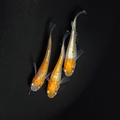 【現物】紅白ヘイキ 極ラメ個体　3匹　オス1メス2　3441