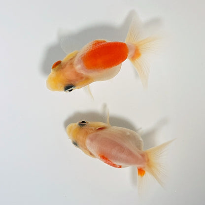 【現物】桜錦（指宿産）　2匹　【送料別】　3450