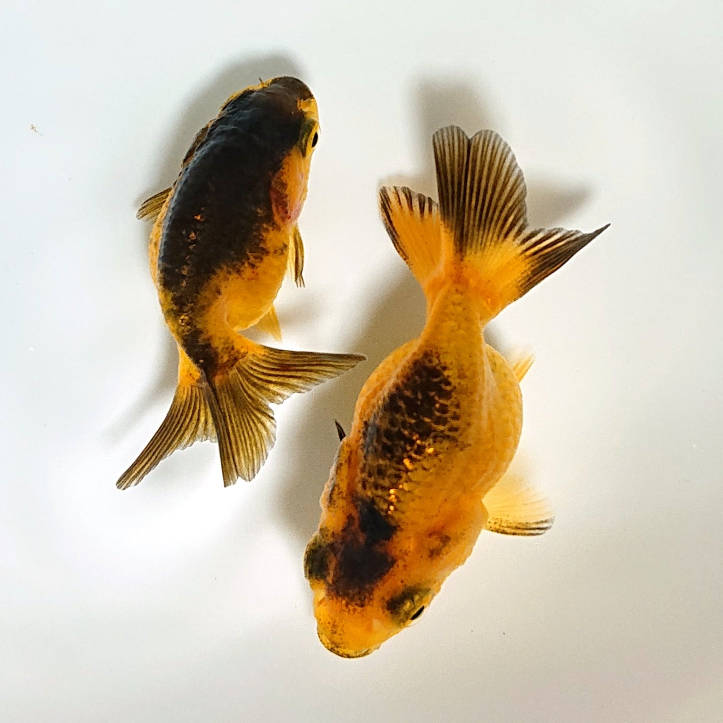 【現物】虎らんちゅう （指宿産）　2匹　【送料別】　3449