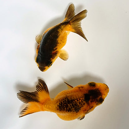 【現物】虎らんちゅう （指宿産）　2匹　【送料別】　3449