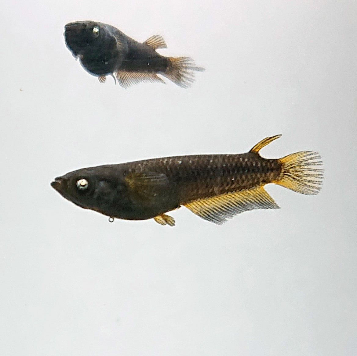 【現物】北辻GODアースアイ松井ヒレ長 両眼アースアイ　2ペア　3447