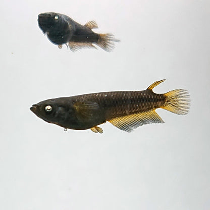 【現物】北辻GODアースアイ松井ヒレ長 両眼アースアイ　2ペア　3447