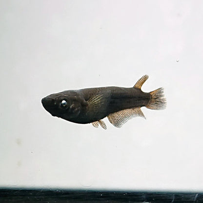 【現物】北辻GODアースアイ松井ヒレ長 両眼アースアイ　2ペア　3447