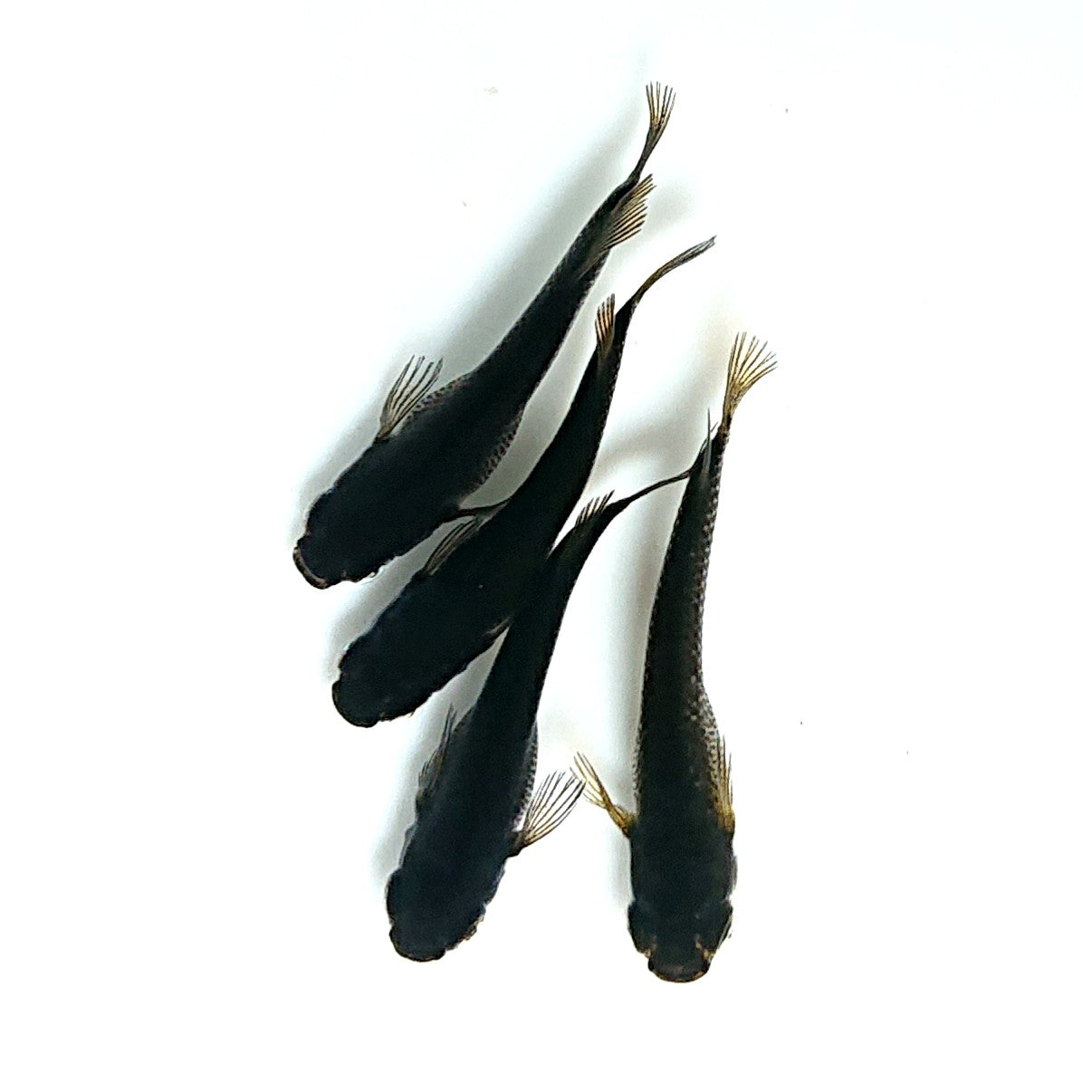 【現物】北辻GODアースアイ松井ヒレ長 両眼アースアイ　2ペア　3447