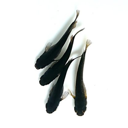 【現物】北辻GODアースアイ松井ヒレ長 両眼アースアイ　2ペア　3447