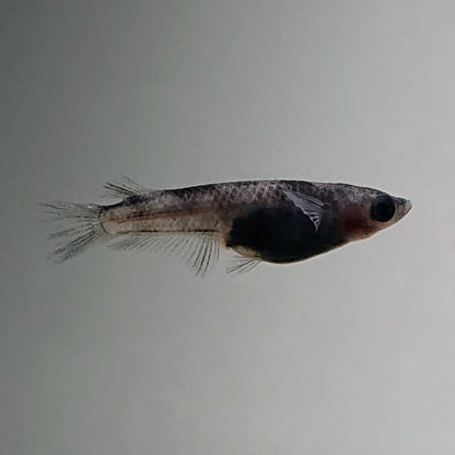 【現物】和墨ワイドフィン　2ペア　3460