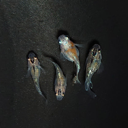 【現物】夜桜だるま　抱卵個体　2ペア　3458