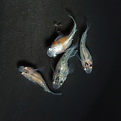 【現物】夜桜だるま　抱卵個体　2ペア　3458