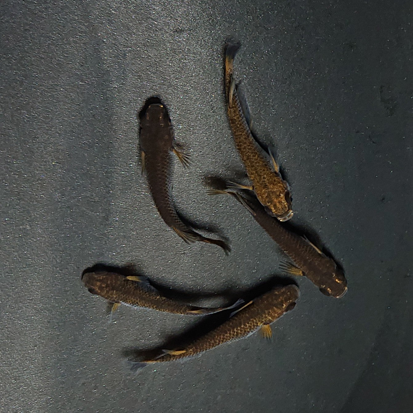 【現物】五式 typeR　5匹　オス3メス2　3461