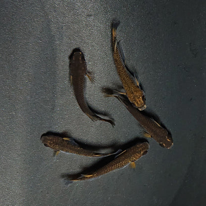 【現物】五式 typeR　5匹　オス3メス2　3461