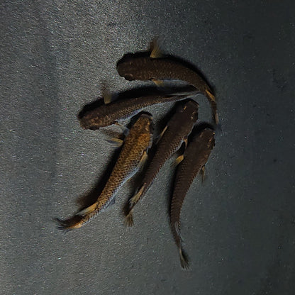 【現物】五式 typeR　5匹　オス3メス2　3461