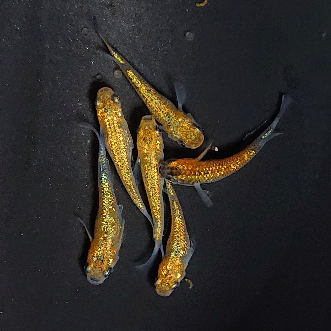 【現物】サンシャイン　6匹　オス2メス4　3468