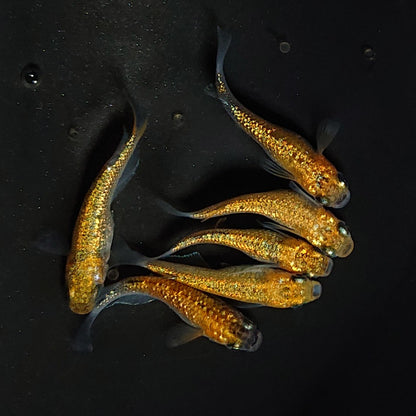 【現物】サンシャイン　6匹　オス2メス4　3468