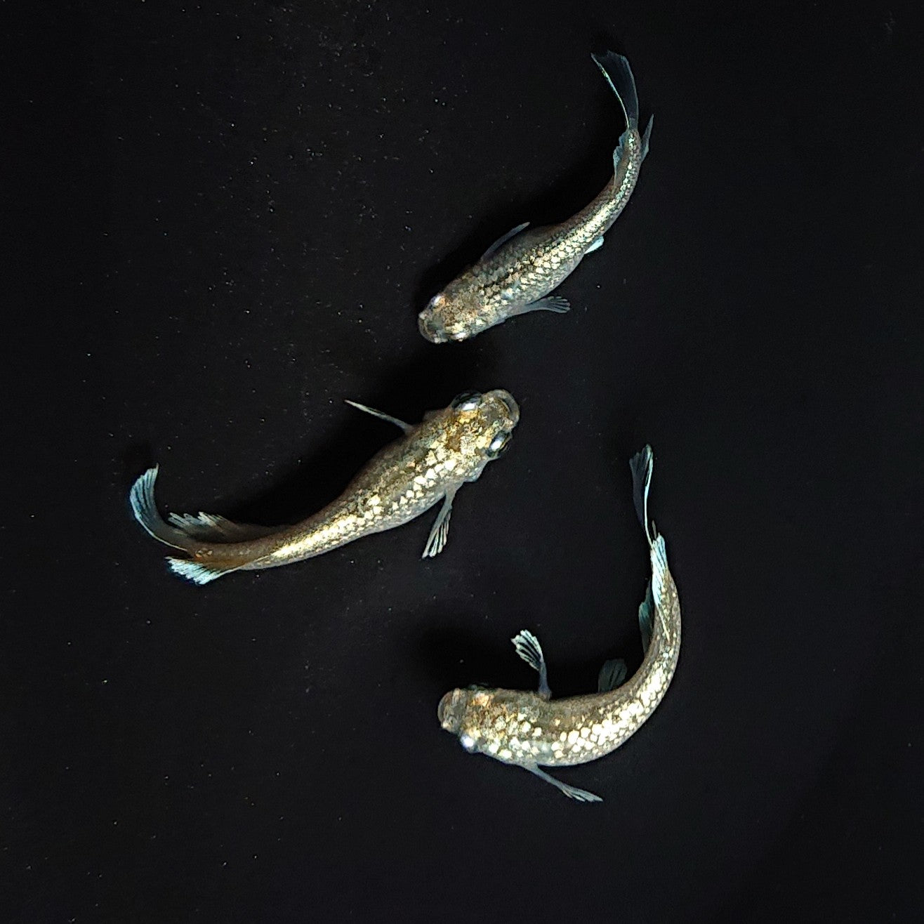 【現物】アハルテケホワイトゴールド 極ラメ個体　3匹　オス1メス2　3465