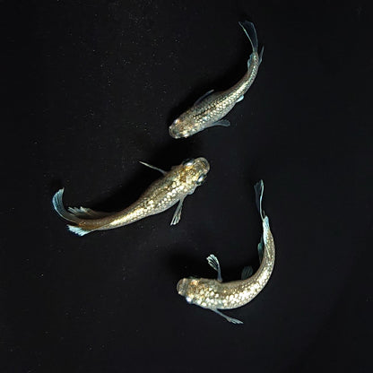 【現物】アハルテケホワイトゴールド 極ラメ個体　3匹　オス1メス2　3465