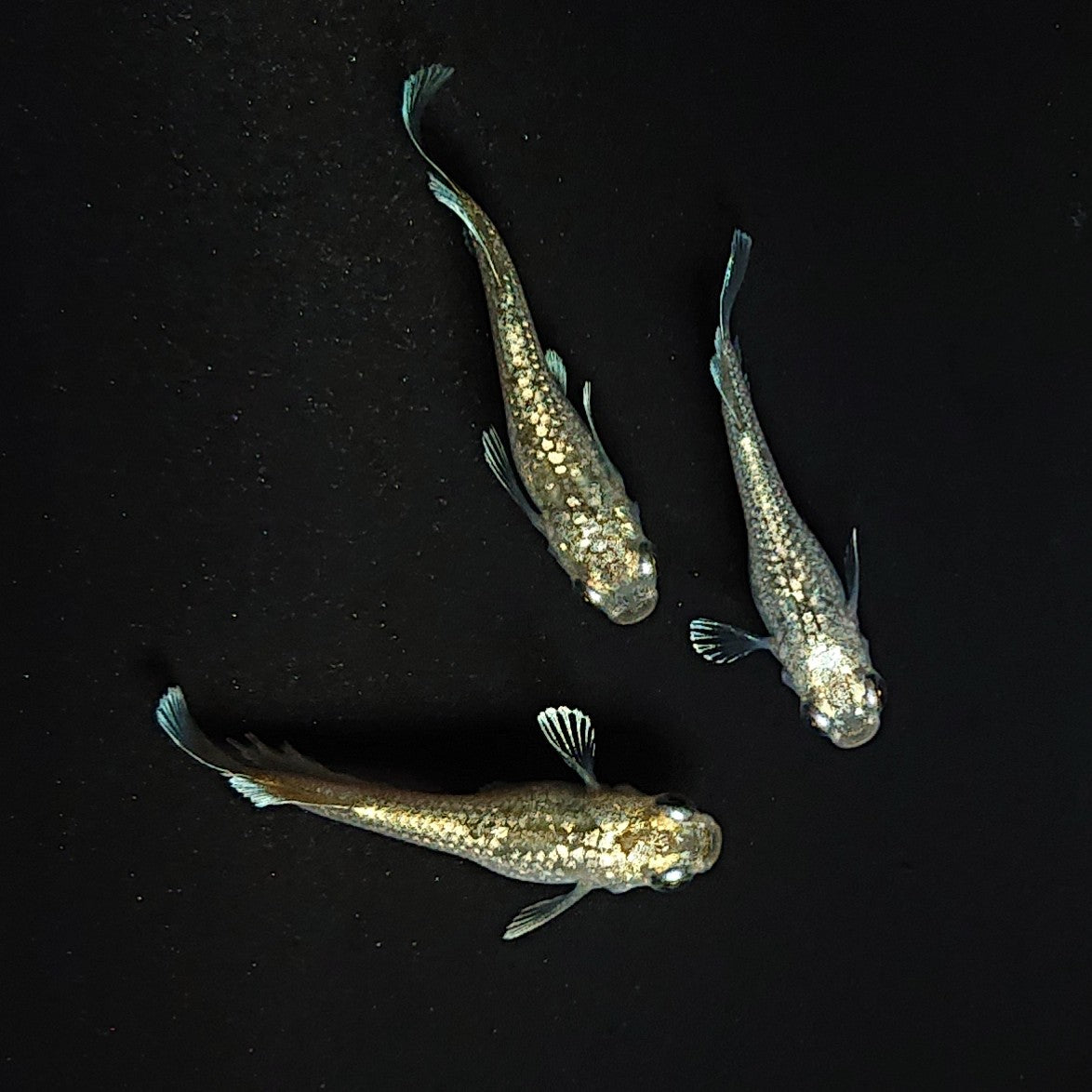 【現物】アハルテケホワイトゴールド 極ラメ個体　3匹　オス1メス2　3465