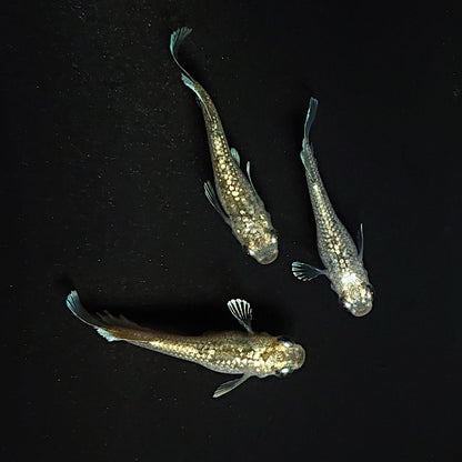 【現物】アハルテケホワイトゴールド 極ラメ個体　3匹　オス1メス2　3465