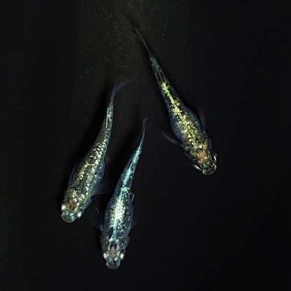 【現物】レックウザ　3匹　オス1メス2　3462