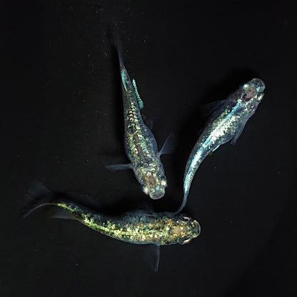 【現物】レックウザ　3匹　オス1メス2　3462