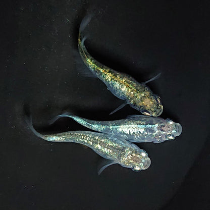 【現物】レックウザ　3匹　オス1メス2　3462