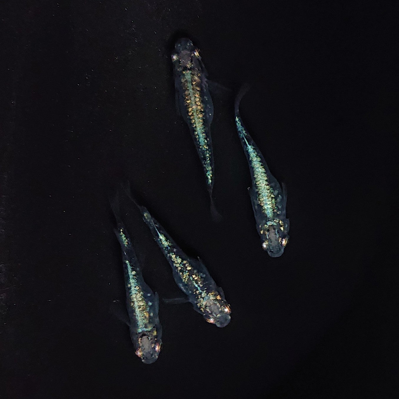 【現物】レックウザ　2ペア　3471