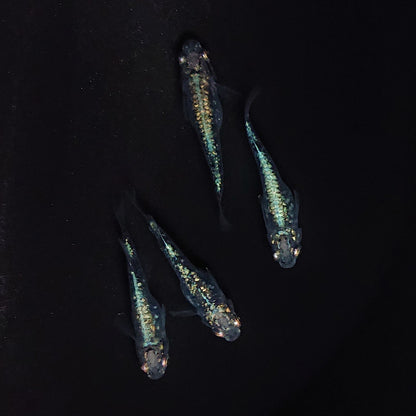 【現物】レックウザ　2ペア　3471