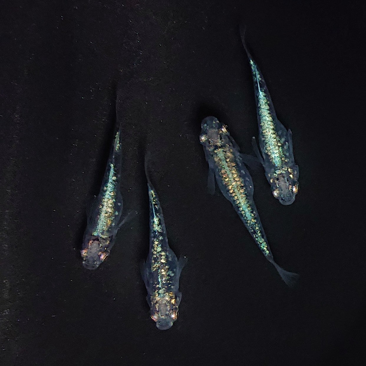 【現物】レックウザ　2ペア　3471