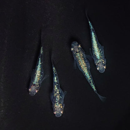 【現物】レックウザ　2ペア　3471